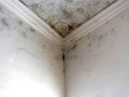 Professional Mold Prevention & Removal  in Gonzales, CA